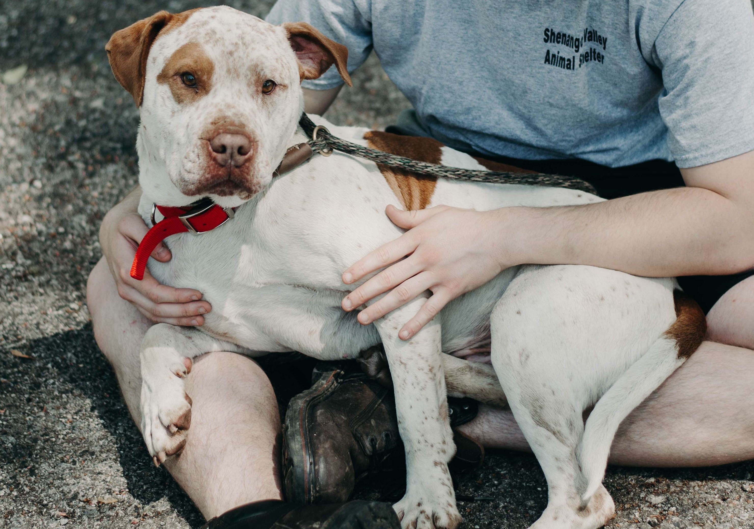 Adoption Shenango Valley Animal Shelter